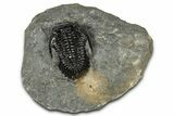 Detailed Hollardops Trilobite Fossil - Excellent Eyes #359504-3